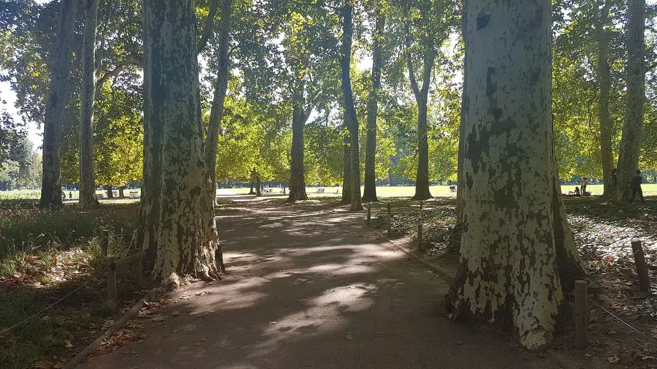 arbres du parc de la tete d or arbres du parc de la tête d or