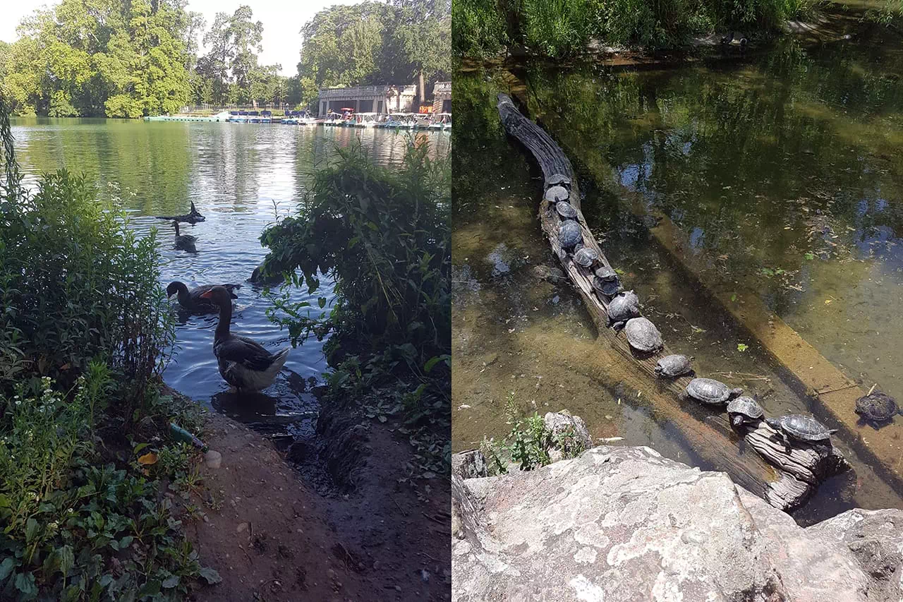 animaux du parc de la tête d'or