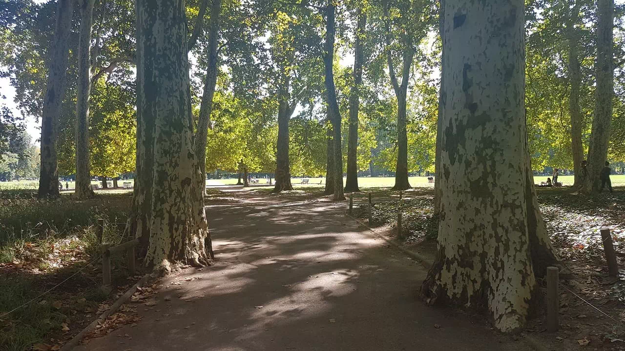 arbres du parc de la tête d'or