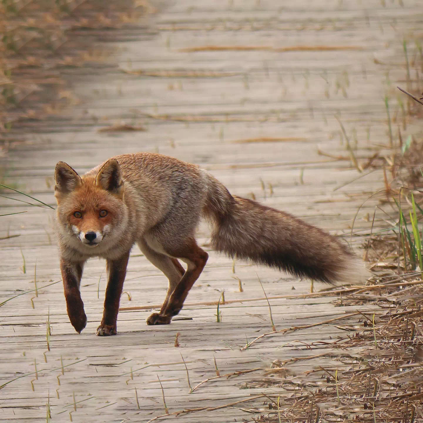 longue traine seo long tail