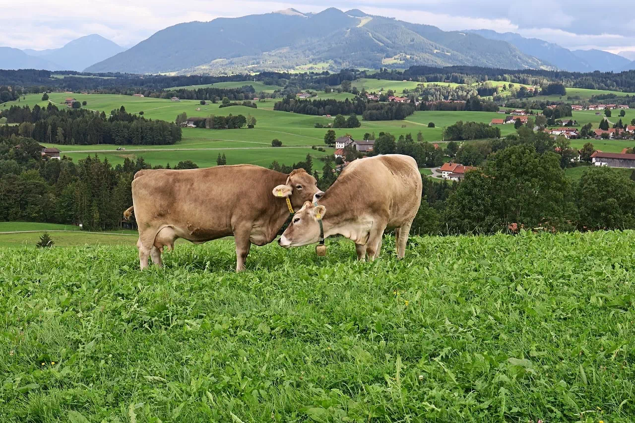 vaches harmonisation énergétique